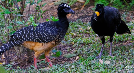 DAY6 - 20 AUG 2025 – POUSADA RIO CLARO, TRANSPANTANEIRA HIGHWAY LEG3, CUIABA RIVER 1