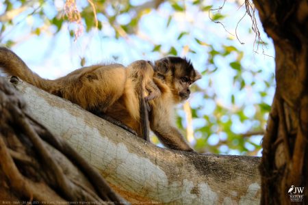 DAY6 - 20 AUG 2025 – POUSADA RIO CLARO, TRANSPANTANEIRA HIGHWAY LEG3, CUIABA RIVER 1