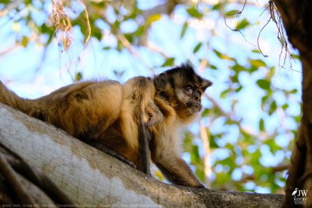 DAY6 - 20 AUG 2025 – POUSADA RIO CLARO, TRANSPANTANEIRA HIGHWAY LEG3, CUIABA RIVER 1