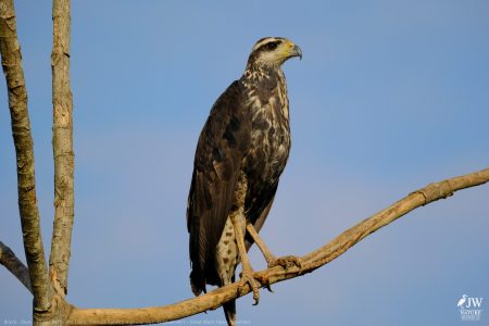 DAY6 - 20 AUG 2025 – POUSADA RIO CLARO, TRANSPANTANEIRA HIGHWAY LEG3, CUIABA RIVER 1