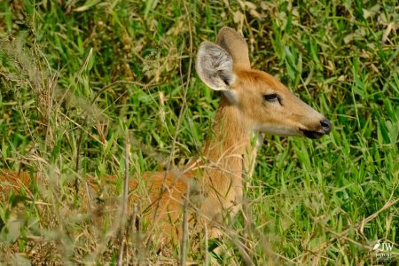 DAY6 - 20 AUG 2025 – POUSADA RIO CLARO, TRANSPANTANEIRA HIGHWAY LEG3, CUIABA RIVER 1
