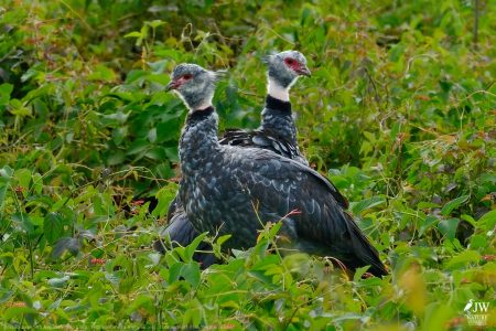 DAY6 - 20 AUG 2025 – POUSADA RIO CLARO, TRANSPANTANEIRA HIGHWAY LEG3, CUIABA RIVER 1