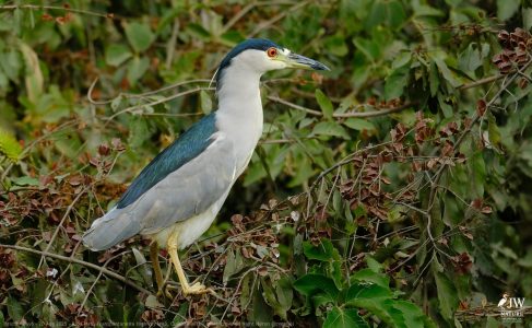DAY6 - 20 AUG 2025 – POUSADA RIO CLARO, TRANSPANTANEIRA HIGHWAY LEG3, CUIABA RIVER 1