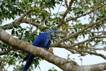 DAY6 - 20 AUG 2025 – POUSADA RIO CLARO, TRANSPANTANEIRA HIGHWAY LEG3, CUIABA RIVER 1