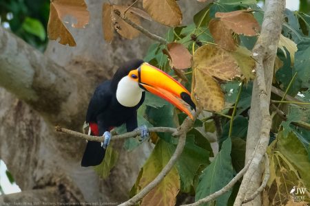 DAY6 - 20 AUG 2025 – POUSADA RIO CLARO, TRANSPANTANEIRA HIGHWAY LEG3, CUIABA RIVER 1