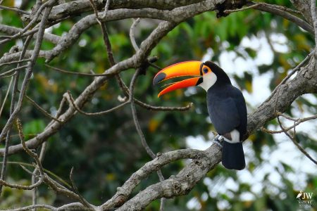 DAY6 - 20 AUG 2025 – POUSADA RIO CLARO, TRANSPANTANEIRA HIGHWAY LEG3, CUIABA RIVER 1