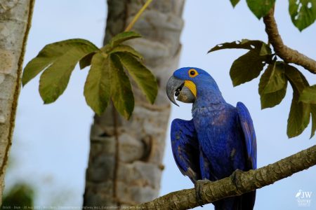 DAY6 - 20 AUG 2025 – POUSADA RIO CLARO, TRANSPANTANEIRA HIGHWAY LEG3, CUIABA RIVER 1