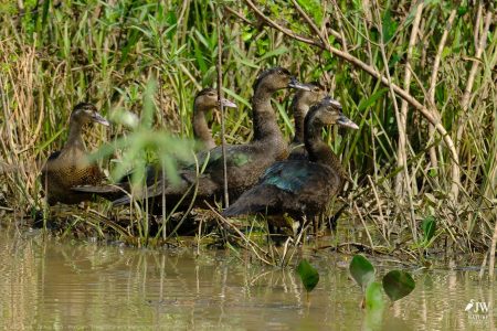 DAY6 - 20 AUG 2025 – POUSADA RIO CLARO, TRANSPANTANEIRA HIGHWAY LEG3, CUIABA RIVER 1