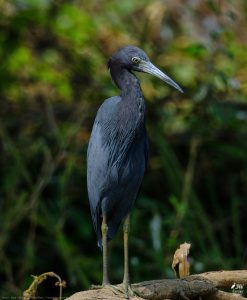 DAY6 - 20 AUG 2025 – POUSADA RIO CLARO, TRANSPANTANEIRA HIGHWAY LEG3, CUIABA RIVER 1