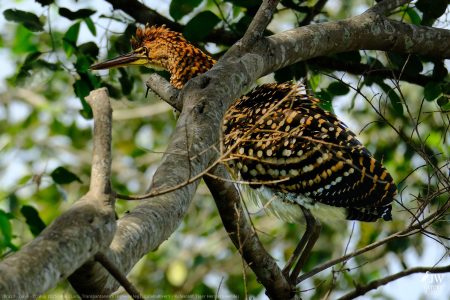 DAY6 - 20 AUG 2025 – POUSADA RIO CLARO, TRANSPANTANEIRA HIGHWAY LEG3, CUIABA RIVER 1
