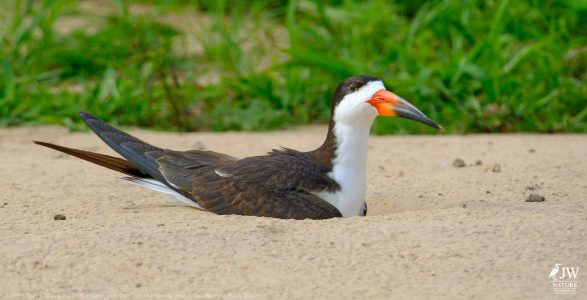 DAY6 - 20 AUG 2025 – POUSADA RIO CLARO, TRANSPANTANEIRA HIGHWAY LEG3, CUIABA RIVER 1