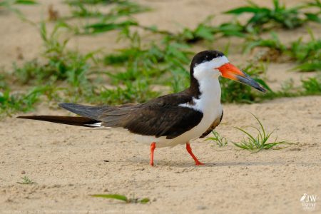 DAY6 - 20 AUG 2025 – POUSADA RIO CLARO, TRANSPANTANEIRA HIGHWAY LEG3, CUIABA RIVER 1
