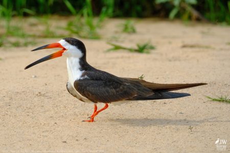 DAY6 - 20 AUG 2025 – POUSADA RIO CLARO, TRANSPANTANEIRA HIGHWAY LEG3, CUIABA RIVER 1