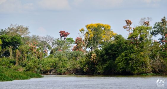 DAY6 - 20 AUG 2025 – POUSADA RIO CLARO, TRANSPANTANEIRA HIGHWAY LEG3, CUIABA RIVER 1