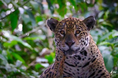 DAY6 - 20 AUG 2025 – POUSADA RIO CLARO, TRANSPANTANEIRA HIGHWAY LEG3, CUIABA RIVER 1