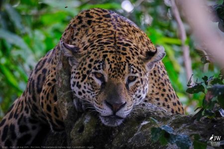 DAY6 - 20 AUG 2025 – POUSADA RIO CLARO, TRANSPANTANEIRA HIGHWAY LEG3, CUIABA RIVER 1