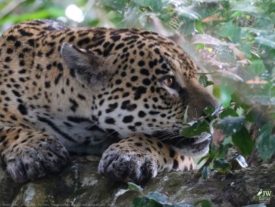 DAY6 - 20 AUG 2025 – POUSADA RIO CLARO, TRANSPANTANEIRA HIGHWAY LEG3, CUIABA RIVER 1
