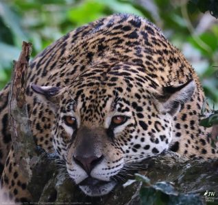 DAY6 - 20 AUG 2025 – POUSADA RIO CLARO, TRANSPANTANEIRA HIGHWAY LEG3, CUIABA RIVER 1
