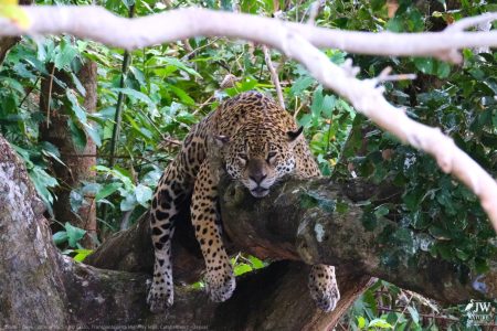 DAY6 - 20 AUG 2025 – POUSADA RIO CLARO, TRANSPANTANEIRA HIGHWAY LEG3, CUIABA RIVER 1