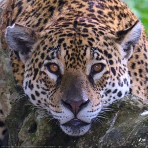 DAY6 - 20 AUG 2025 – POUSADA RIO CLARO, TRANSPANTANEIRA HIGHWAY LEG3, CUIABA RIVER 1