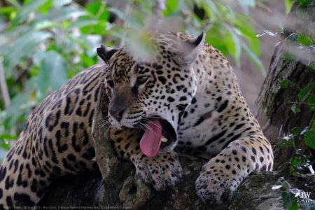 DAY6 - 20 AUG 2025 – POUSADA RIO CLARO, TRANSPANTANEIRA HIGHWAY LEG3, CUIABA RIVER 1