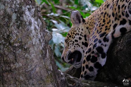 DAY6 - 20 AUG 2025 – POUSADA RIO CLARO, TRANSPANTANEIRA HIGHWAY LEG3, CUIABA RIVER 1