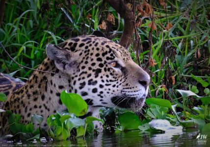 DAY6 - 20 AUG 2025 – POUSADA RIO CLARO, TRANSPANTANEIRA HIGHWAY LEG3, CUIABA RIVER 1