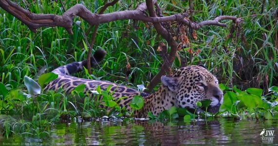 DAY6 - 20 AUG 2025 – POUSADA RIO CLARO, TRANSPANTANEIRA HIGHWAY LEG3, CUIABA RIVER 1