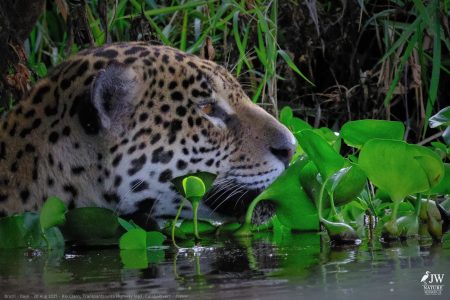 DAY6 - 20 AUG 2025 – POUSADA RIO CLARO, TRANSPANTANEIRA HIGHWAY LEG3, CUIABA RIVER 1