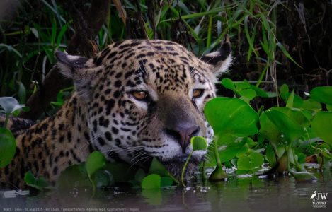 DAY6 - 20 AUG 2025 – POUSADA RIO CLARO, TRANSPANTANEIRA HIGHWAY LEG3, CUIABA RIVER 1