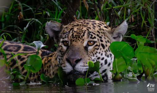 DAY6 - 20 AUG 2025 – POUSADA RIO CLARO, TRANSPANTANEIRA HIGHWAY LEG3, CUIABA RIVER 1