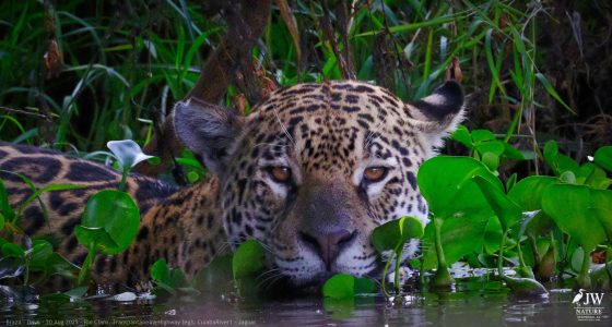 DAY6 - 20 AUG 2025 – POUSADA RIO CLARO, TRANSPANTANEIRA HIGHWAY LEG3, CUIABA RIVER 1