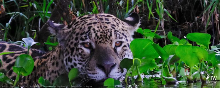 DAY6 - 20 AUG 2025 – POUSADA RIO CLARO, TRANSPANTANEIRA HIGHWAY LEG3, CUIABA RIVER 1