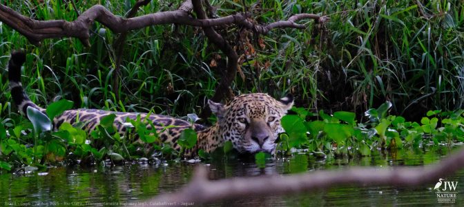 DAY6 - 20 AUG 2025 – POUSADA RIO CLARO, TRANSPANTANEIRA HIGHWAY LEG3, CUIABA RIVER 1