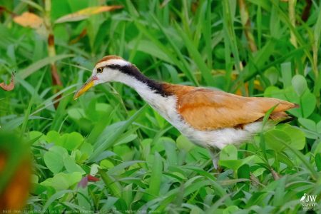 DAY6 - 20 AUG 2025 – POUSADA RIO CLARO, TRANSPANTANEIRA HIGHWAY LEG3, CUIABA RIVER 1