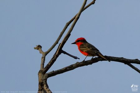 DAY6 - 20 AUG 2025 – POUSADA RIO CLARO, TRANSPANTANEIRA HIGHWAY LEG3, CUIABA RIVER 1
