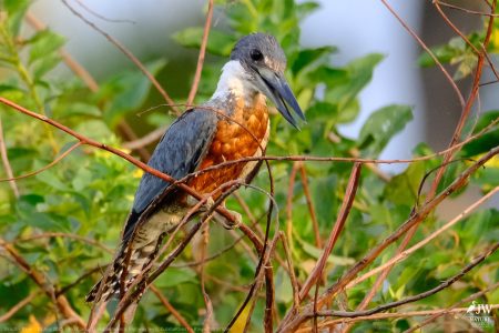 DAY6 - 20 AUG 2025 – POUSADA RIO CLARO, TRANSPANTANEIRA HIGHWAY LEG3, CUIABA RIVER 1