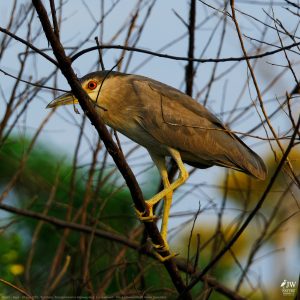 DAY6 - 20 AUG 2025 – POUSADA RIO CLARO, TRANSPANTANEIRA HIGHWAY LEG3, CUIABA RIVER 1