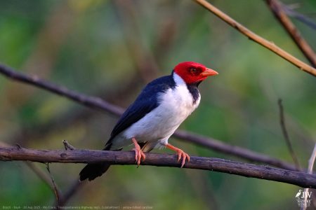 DAY6 - 20 AUG 2025 – POUSADA RIO CLARO, TRANSPANTANEIRA HIGHWAY LEG3, CUIABA RIVER 1
