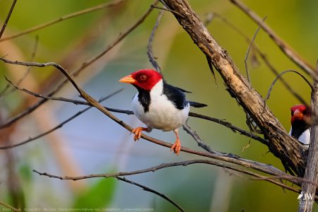 DAY6 - 20 AUG 2025 – POUSADA RIO CLARO, TRANSPANTANEIRA HIGHWAY LEG3, CUIABA RIVER 1