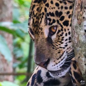 DAY6 - 20 AUG 2025 – POUSADA RIO CLARO, TRANSPANTANEIRA HIGHWAY LEG3, CUIABA RIVER 1