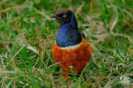 Tarangire National Park, Tanzania - 24 MAY 2026