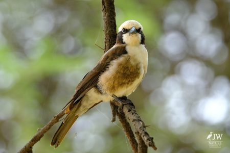 Tarangire National Park, Tanzania - 24 MAY 2026