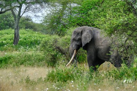 Tarangire National Park, Tanzania - 24 MAY 2026