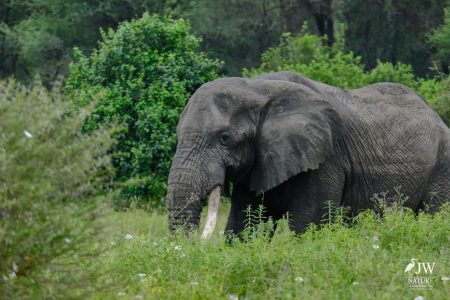 Tarangire National Park, Tanzania - 24 MAY 2026