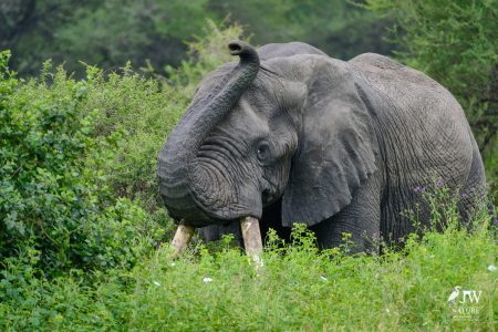 Tarangire National Park, Tanzania - 24 MAY 2026