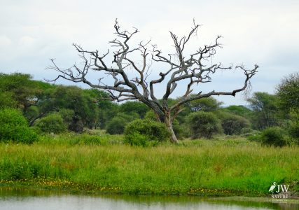 Tarangire National Park, Tanzania - 24 MAY 2026