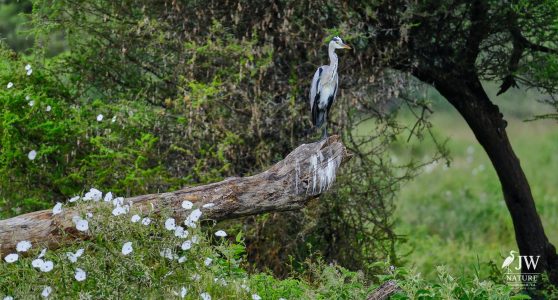 Tarangire National Park, Tanzania - 24 MAY 2026