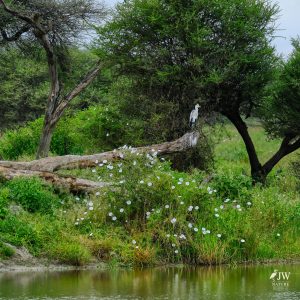 Tarangire National Park, Tanzania - 24 MAY 2026
