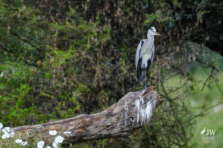 Tarangire National Park, Tanzania - 24 MAY 2026